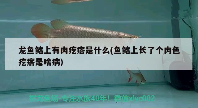 龙鱼鳍上有肉疙瘩是什么(鱼鳍上长了个肉色疙瘩是啥病)