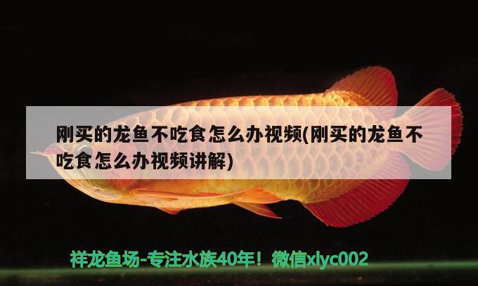 刚买的龙鱼不吃食怎么办视频(刚买的龙鱼不吃食怎么办视频讲解) 超血红龙鱼