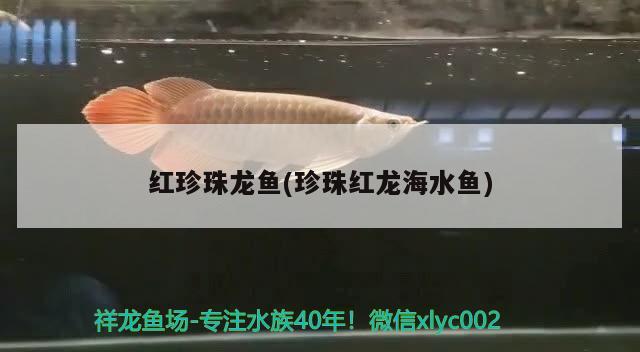 红珍珠龙鱼(珍珠红龙海水鱼)