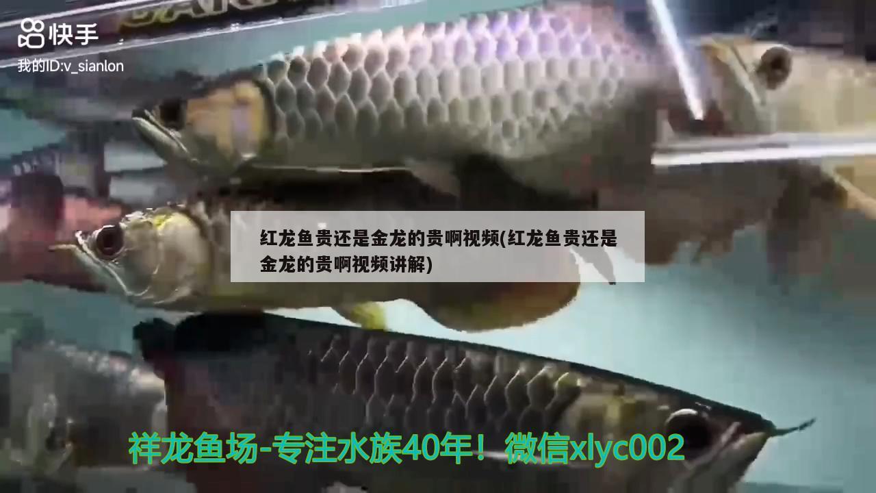 红龙鱼贵还是金龙的贵啊视频(红龙鱼贵还是金龙的贵啊视频讲解) 蓝帆三间鱼 第2张