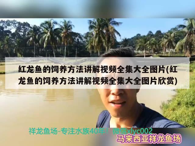 红龙鱼的饲养方法讲解视频全集大全图片(红龙鱼的饲养方法讲解视频全集大全图片欣赏)