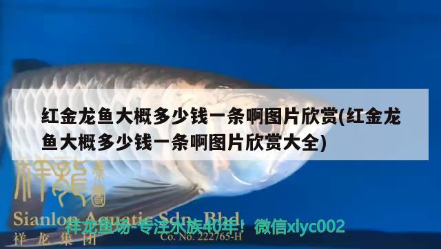 红金龙鱼大概多少钱一条啊图片欣赏(红金龙鱼大概多少钱一条啊图片欣赏大全)