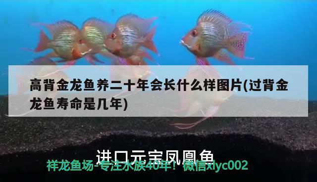 保定哪里有卖二手鱼缸的实体店，，保定哪里有卖二手鱼缸的实体店 柠檬鲫 第3张