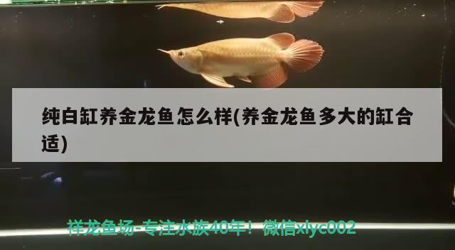 纯白缸养金龙鱼怎么样(养金龙鱼多大的缸合适) 电鳗