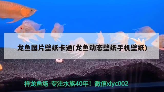 龙鱼图片壁纸卡通(龙鱼动态壁纸手机壁纸) 南美异型鱼