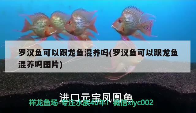 亚克力的鱼缸是不是容易生藻呀（亚克力鱼缸太易脏了怎么清理） 速倍妥鱼粮鱼药 第2张