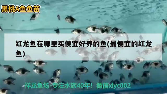 富源县古敢水族乡艳鑫文具用品店 全国水族馆企业名录 第1张