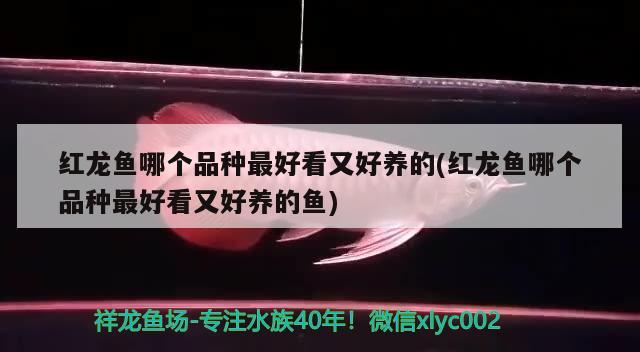 红龙鱼哪个品种最好看又好养的(红龙鱼哪个品种最好看又好养的鱼)