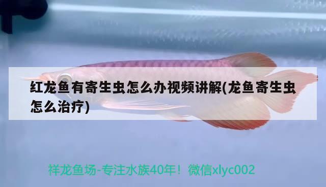 红龙鱼有寄生虫怎么办视频讲解(龙鱼寄生虫怎么治疗) 哥伦比亚巨暴鱼苗