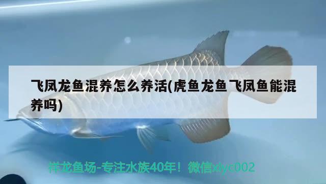 红龙鱼品牌排行榜前十名图片大全(最漂亮的红龙鱼)