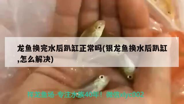 龙鱼换完水后趴缸正常吗(银龙鱼换水后趴缸,怎么解决)