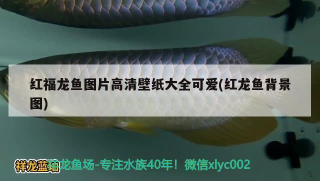 龙鱼最好的温度是多少摄氏度，养龙鱼水温多少合适