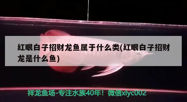 红眼白子招财龙鱼属于什么类(红眼白子招财龙是什么鱼) 绿皮皇冠豹鱼