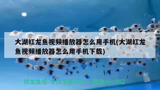 大湖红龙鱼视频播放器怎么用手机(大湖红龙鱼视频播放器怎么用手机下载)