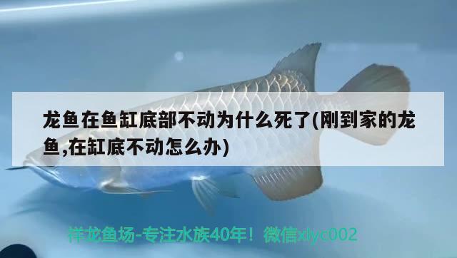 龙鱼在鱼缸底部不动为什么死了(刚到家的龙鱼,在缸底不动怎么办)