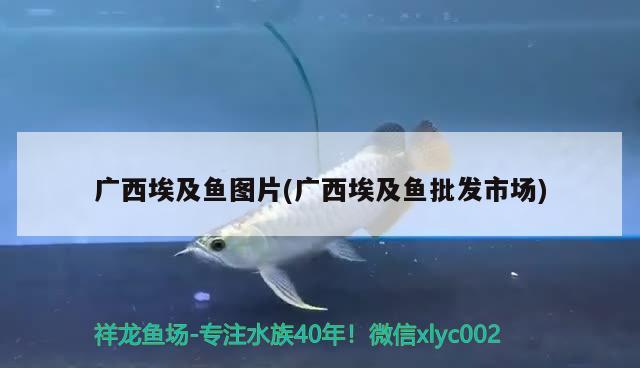 德萨罗汉鱼退沙后会变成什么颜色：德萨罗汉鱼退沙后会变成什么颜色了