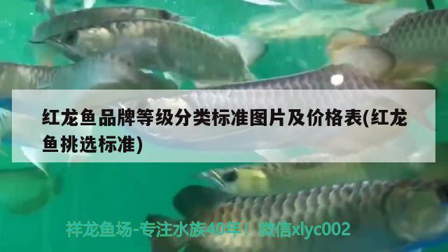 红龙鱼品牌等级分类标准图片及价格表(红龙鱼挑选标准)