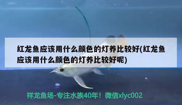 红龙鱼应该用什么颜色的灯养比较好(红龙鱼应该用什么颜色的灯养比较好呢) 龙鱼百科 第1张