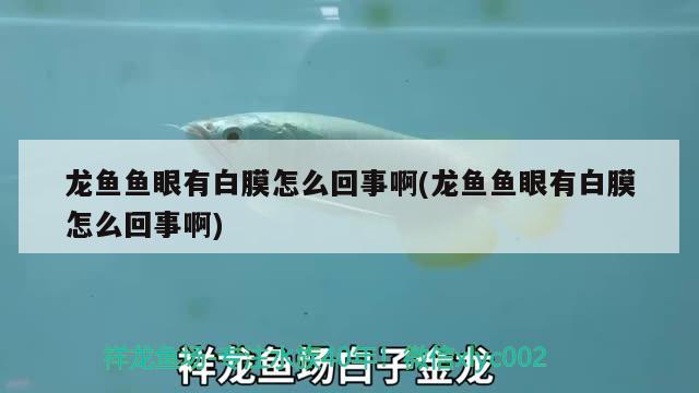 龙鱼鱼眼有白膜怎么回事啊(龙鱼鱼眼有白膜怎么回事啊) 白化火箭鱼