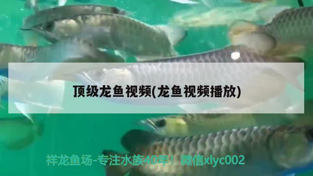 顶级龙鱼视频(龙鱼视频播放) 恐龙王鱼