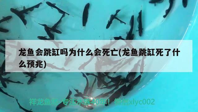 龙鱼会跳缸吗为什么会死亡(龙鱼跳缸死了什么预兆) 印尼虎苗