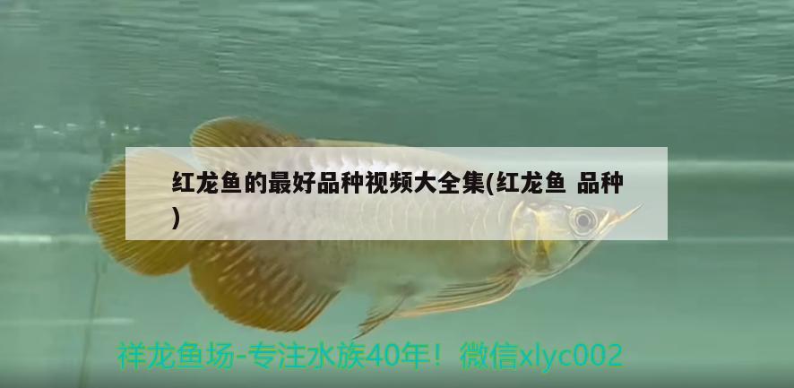 红龙鱼的最好品种视频大全集(红龙鱼品种) 观赏鱼水族批发市场