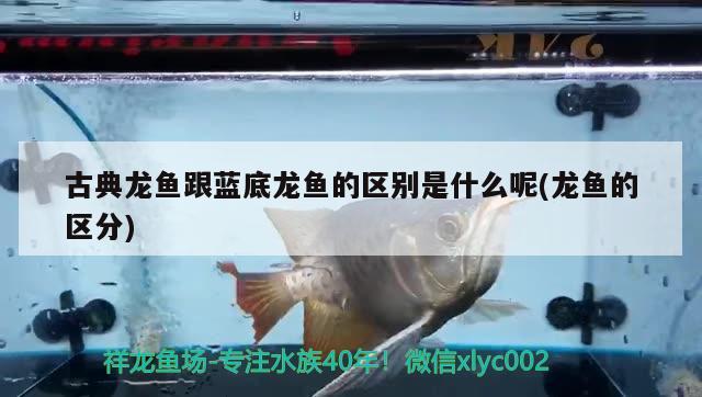 衡水卖鱼缸的地方叫什么名称 衡水卖鱼缸的地方叫什么名称来着 黑白双星 第2张