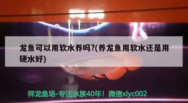 龙鱼可以用软水养吗?(养龙鱼用软水还是用硬水好) 斑马鸭嘴鱼苗