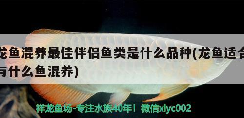 龙鱼混养最佳伴侣鱼类是什么品种(龙鱼适合与什么鱼混养)