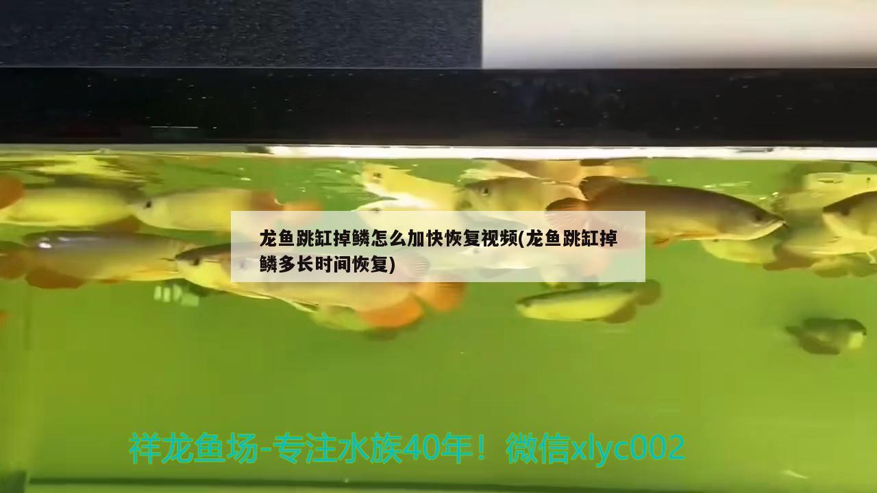 龙鱼跳缸掉鳞怎么加快恢复视频(龙鱼跳缸掉鳞多长时间恢复)