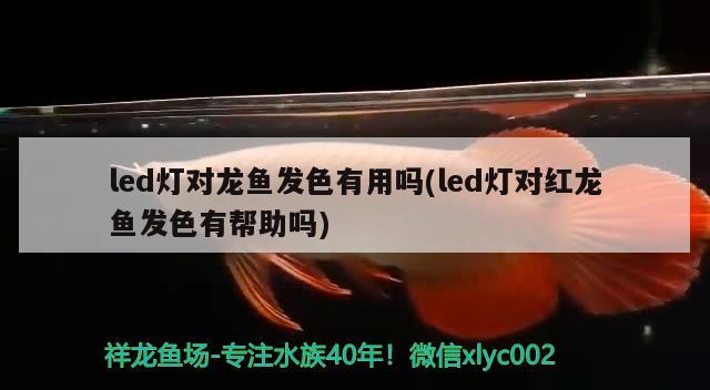 led灯对龙鱼发色有用吗(led灯对红龙鱼发色有帮助吗) 龙凤鲤鱼