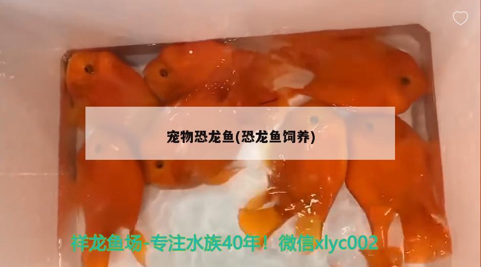 宠物恐龙鱼(恐龙鱼饲养) 金龙鱼粮