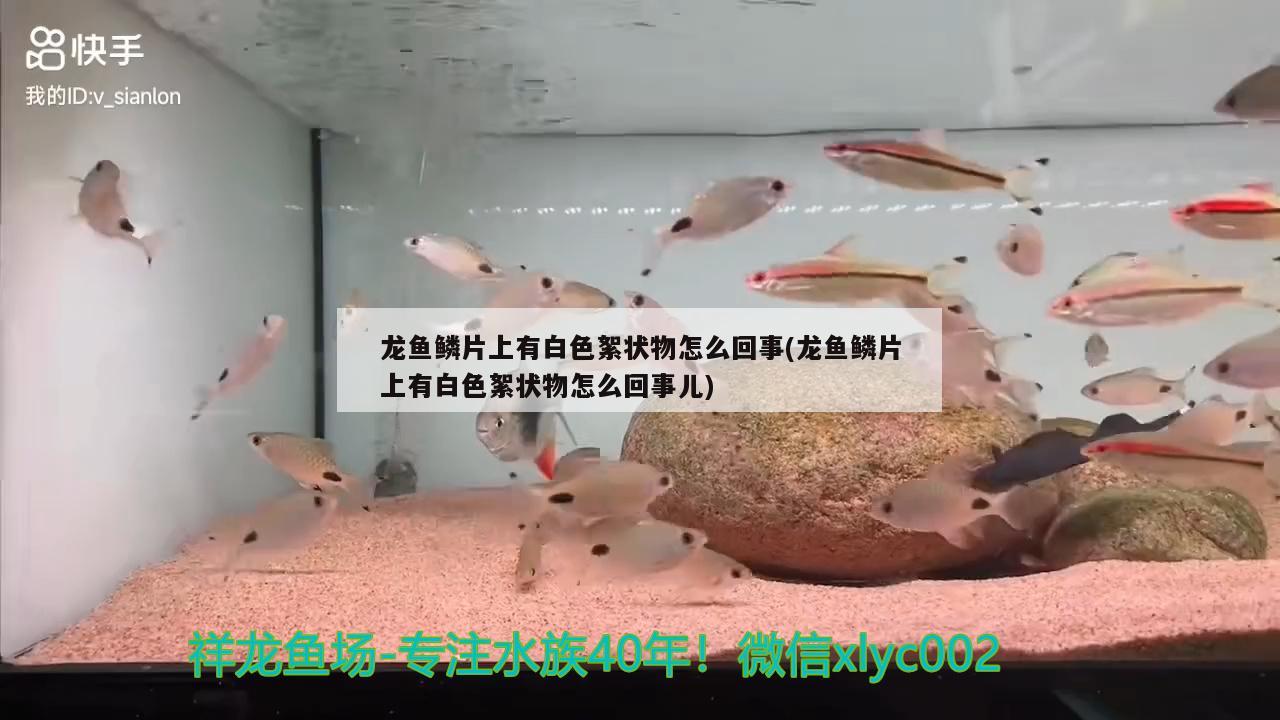 龙鱼鳞片上有白色絮状物怎么回事(龙鱼鳞片上有白色絮状物怎么回事儿) 热带鱼鱼苗批发