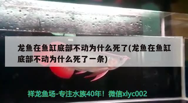 龙鱼在鱼缸底部不动为什么死了(龙鱼在鱼缸底部不动为什么死了一条)