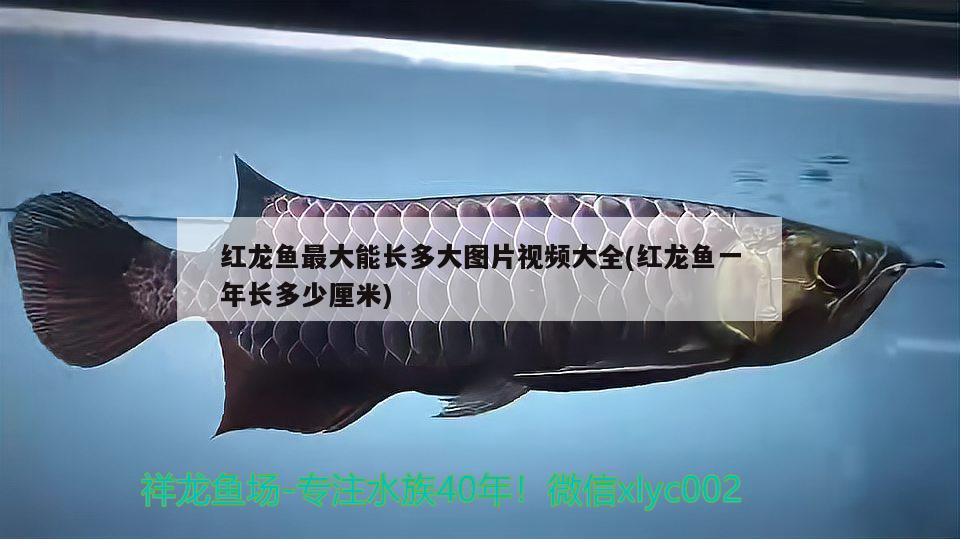 红龙鱼最大能长多大图片视频大全(红龙鱼一年长多少厘米)