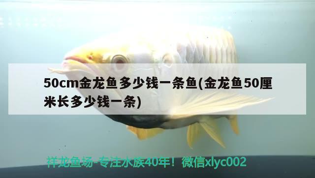 50cm金龙鱼多少钱一条鱼(金龙鱼50厘米长多少钱一条) 元宝凤凰鱼专用鱼粮