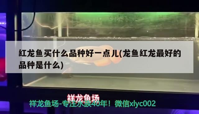 红龙鱼买什么品种好一点儿(龙鱼红龙最好的品种是什么) iwish爱唯希品牌鱼缸