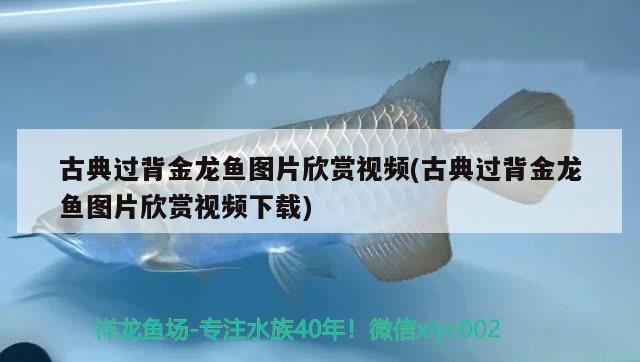 古典过背金龙鱼图片欣赏视频(古典过背金龙鱼图片欣赏视频下载) 古典过背金龙鱼