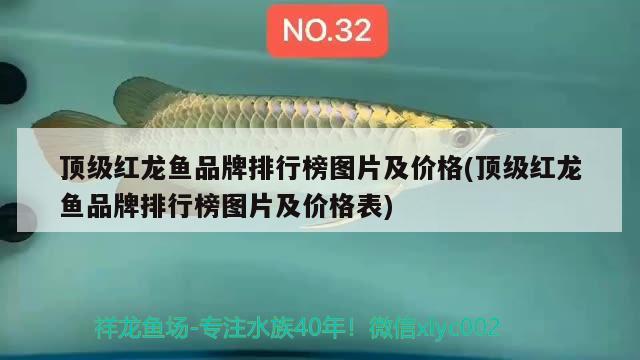 泰安市泰山区意品宠物店 全国水族馆企业名录 第2张