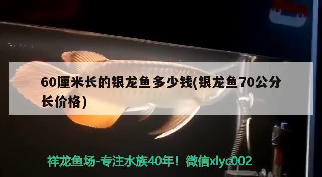 60厘米长的银龙鱼多少钱(银龙鱼70公分长价格)