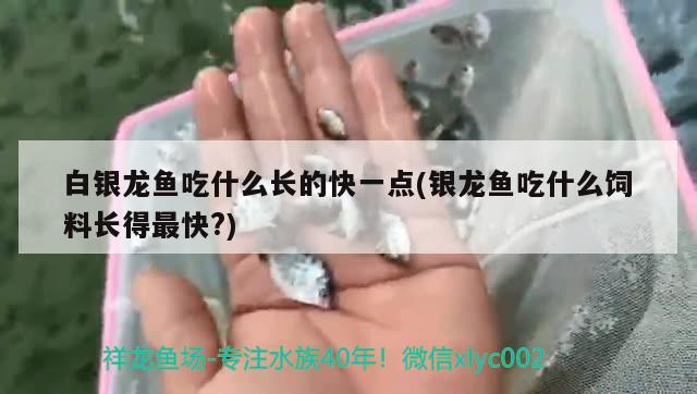 白银龙鱼吃什么长的快一点(银龙鱼吃什么饲料长得最快?)