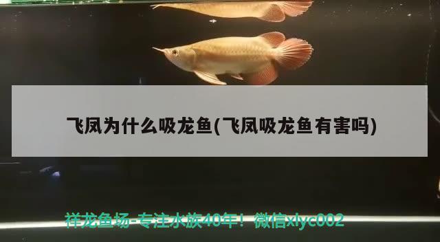 小龙鱼大概多少钱一条（水里黄色的小龙叫什么） 胭脂孔雀龙鱼 第2张