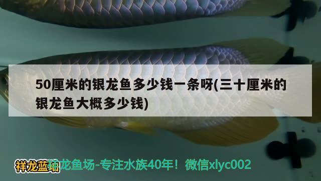 50厘米的银龙鱼多少钱一条呀(三十厘米的银龙鱼大概多少钱) 银龙鱼