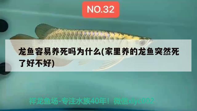 龙鱼容易养死吗为什么(家里养的龙鱼突然死了好不好) 朱巴利鱼苗 第2张