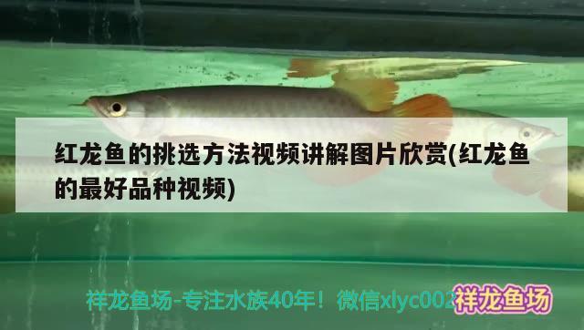 红龙鱼的挑选方法视频讲解图片欣赏(红龙鱼的最好品种视频)