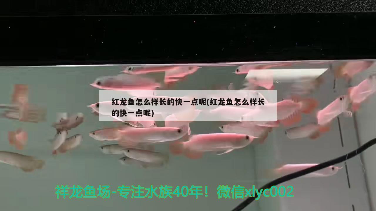 红龙鱼怎么样长的快一点呢(红龙鱼怎么样长的快一点呢)