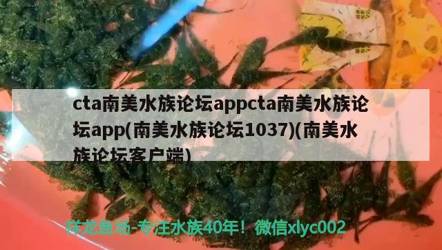 cta南美水族论坛appcta南美水族论坛app(南美水族论坛1037)(南美水族论坛客户端)