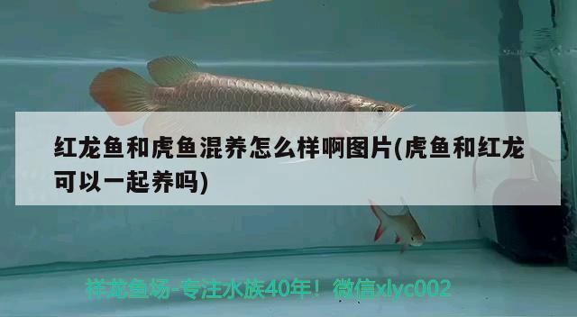 鸿运罗汉鱼图片及价格，鸿运罗汉多久长大 罗汉鱼 第2张