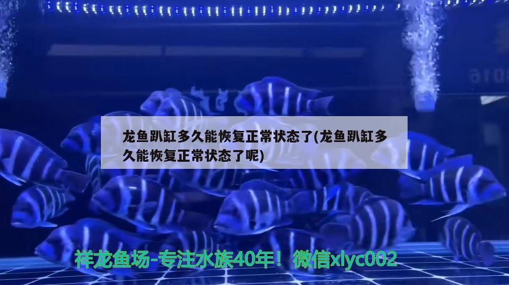 龙鱼趴缸多久能恢复正常状态了(龙鱼趴缸多久能恢复正常状态了呢) 帝王三间鱼