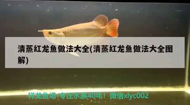 清蒸红龙鱼做法大全(清蒸红龙鱼做法大全图解)